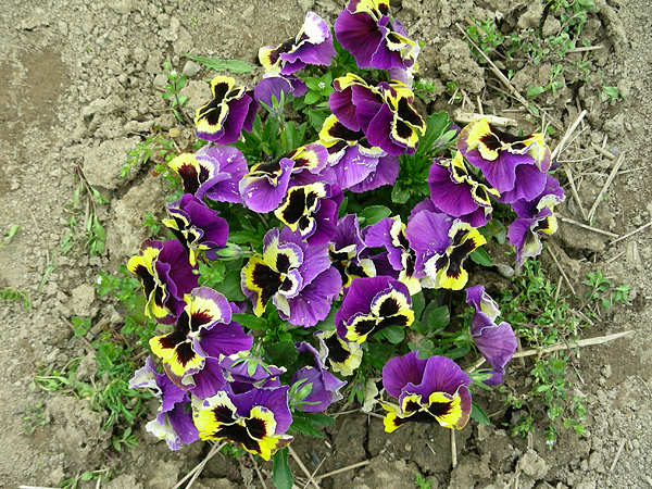 pansy in flower